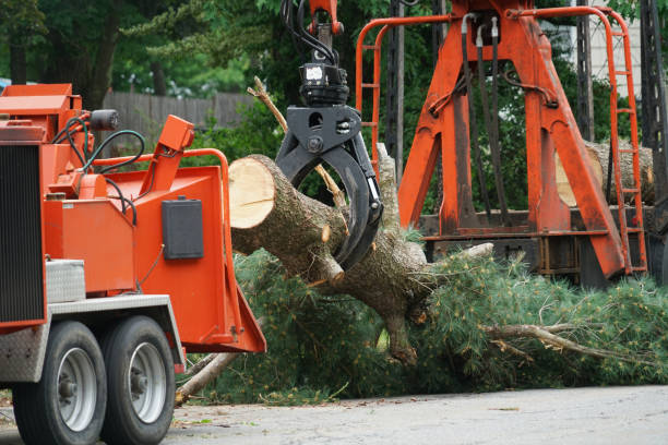 Best Best Tree Removal Services  in Mooreland, OK